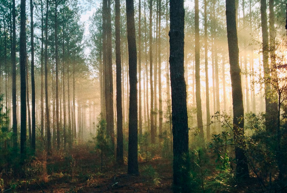 XEAL pone en marcha otra inversión medioambiental por 4 millones de euros