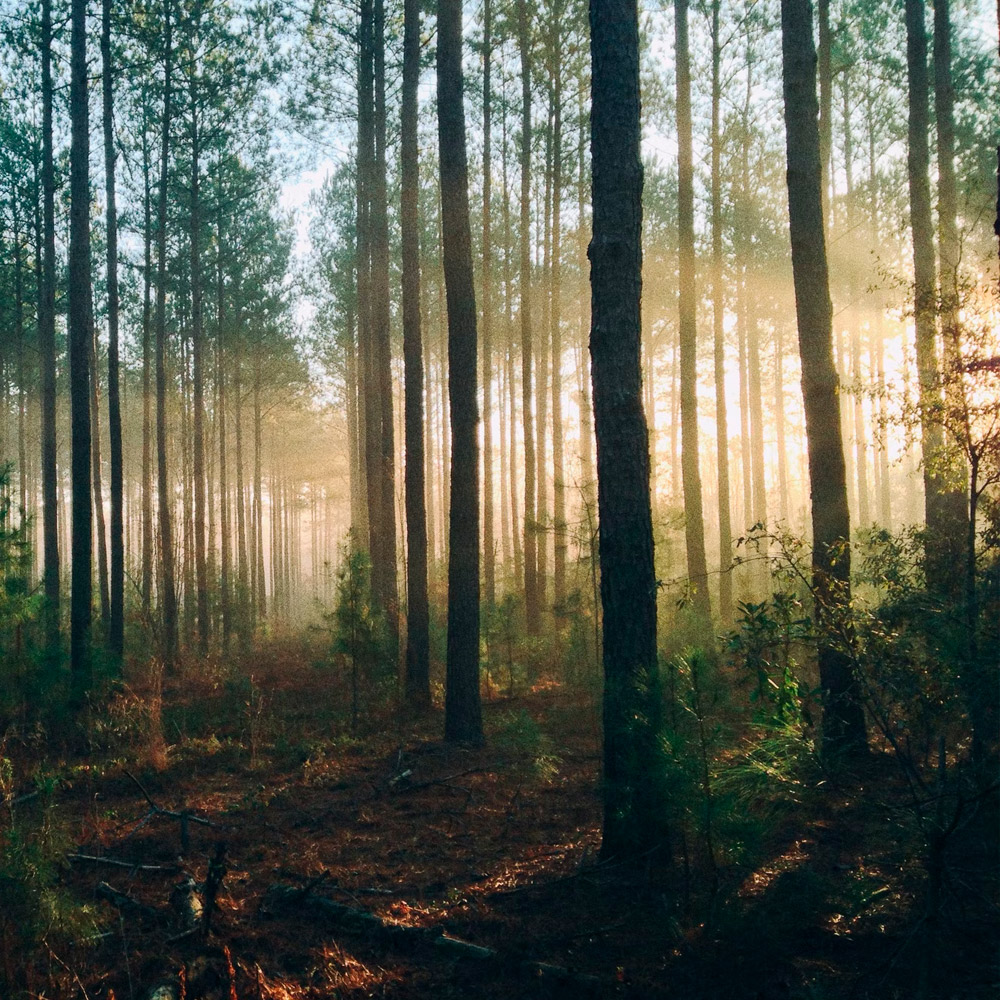 XEAL pone en marcha otra inversión medioambiental por 4 millones de euros